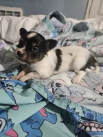 Silly Girl , a female Papillon for sale in Fulton, MO – 2 of 4