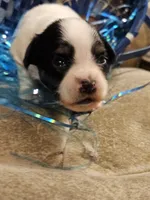 Blaze, a male Papillon for sale in Fulton, MO – Photo 1 of 3