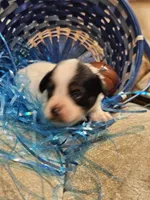 Blaze, a male Papillon for sale in Fulton, MO – Photo 2 of 3