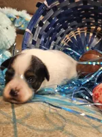 Blaze, a male Papillon for sale in Fulton, MO – Photo 3 of 3