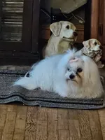 Zeke, a male Maltese and Papillon for sale in Fulton, MO – 3 of 3