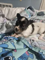 Silly Girl , a female Papillon for sale in Fulton, MO – 4 of 4