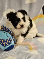 Joey, a male Papillon for sale in Fulton, MO – 3 of 4