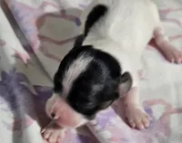 Siesta, a female Papillon for sale in Fulton, MO – Photo 4 of 5