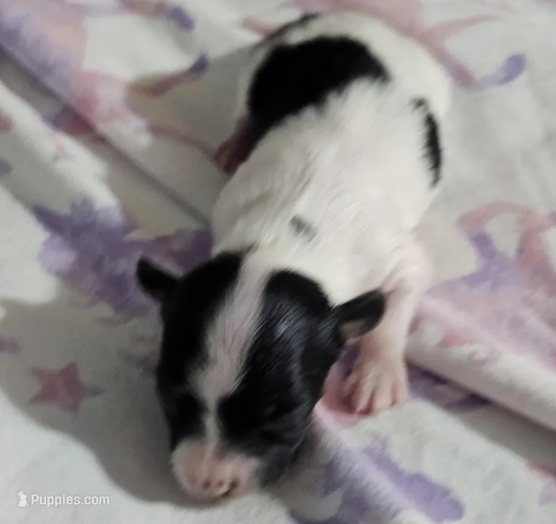 Siesta – Papillon puppy for sale in Fulton, MO