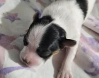 Siesta, a female Papillon for sale in Fulton, MO – Photo 2 of 5