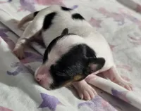 Siesta, a female Papillon for sale in Fulton, MO – Photo 3 of 5