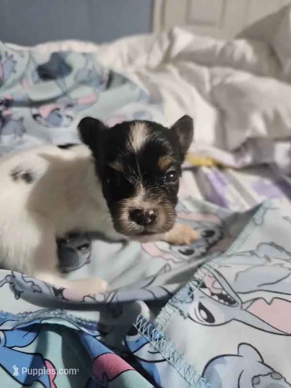 Silly Girl  – Papillon puppy for sale in Fulton, MO