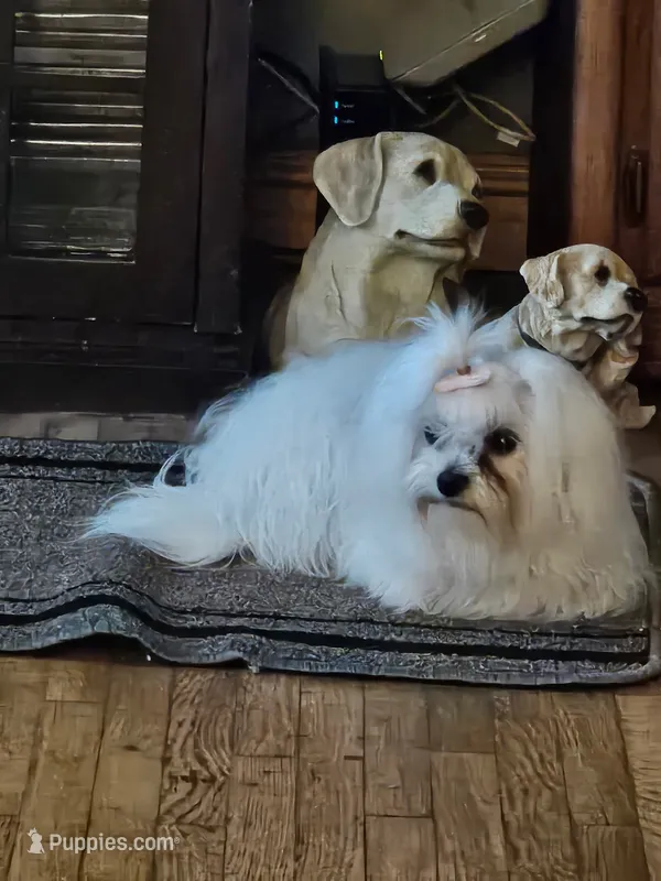 Joey, a male Papillon for sale in Fulton, MO – 1 of 4