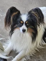 Zeke, a male Maltese and Papillon for sale in Fulton, MO – 2 of 3
