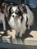 Joey, a male Papillon for sale in Fulton, MO – 4 of 4