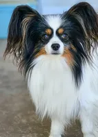 Niko, a male Papillon for sale in Fulton, MO – 2 of 5