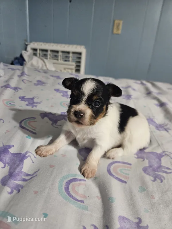 Silly Boy – Papillon puppy for sale in Fulton, MO