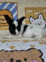 Niko, a male Papillon for sale in Fulton, MO – 4 of 5