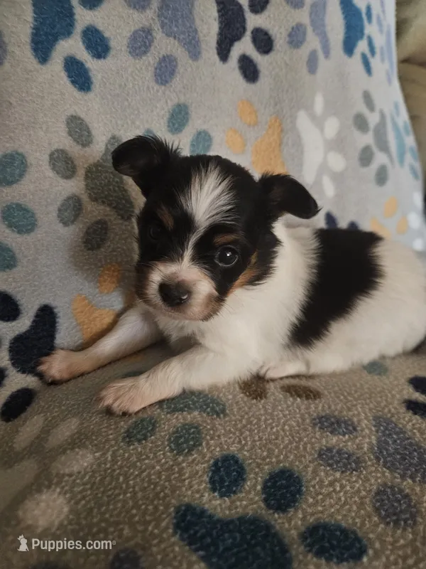 Silly Boy – Papillon puppy for sale in Fulton, MO