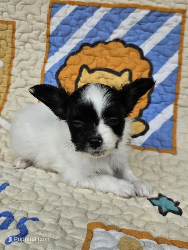Niko – Papillon puppy for sale in Fulton, MO