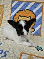 Niko, a male Papillon for sale in Fulton, MO – 1 of 5