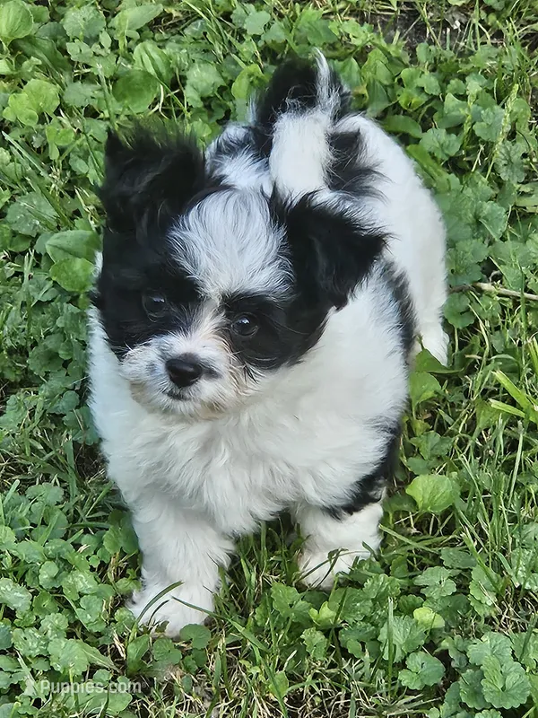 Zeke – Maltese, Papillon puppy for sale in Fulton, MO
