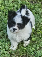 Zeke, a male Maltese and Papillon for sale in Fulton, MO – 1 of 3