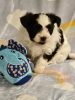Joey, a male Papillon for sale in Fulton, MO – 2 of 4
