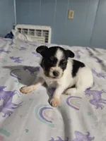 Silly Boy, a male Papillon for sale in Fulton, MO – 2 of 4
