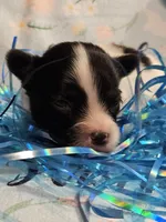 Bolt, a male Papillon for sale in Fulton, MO – Photo 3 of 3