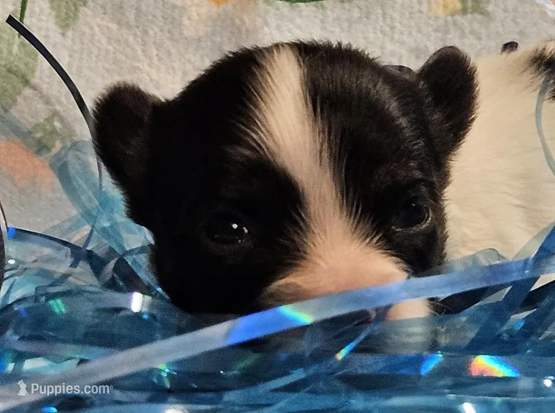 Bolt – Papillon puppy for sale in Fulton, MO