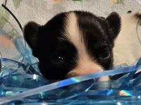 Bolt, a male Papillon for sale in Fulton, MO – Photo 1 of 3