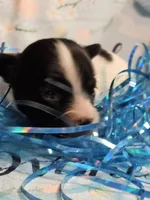 Bolt, a male Papillon for sale in Fulton, MO – Photo 2 of 3