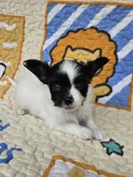 Niko, a male Papillon for sale in Fulton, MO – 5 of 5