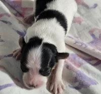 Siesta, a female Papillon for sale in Fulton, MO – Photo 5 of 5