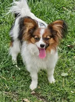 Niko, a male Papillon for sale in Fulton, MO – 3 of 5
