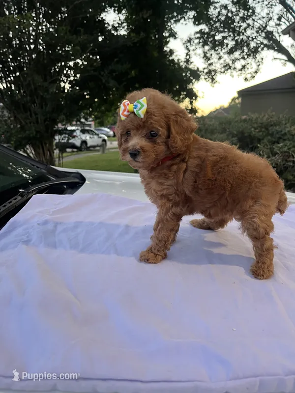 Amber – Poodle - Toy  puppy for sale in Pearland, TX