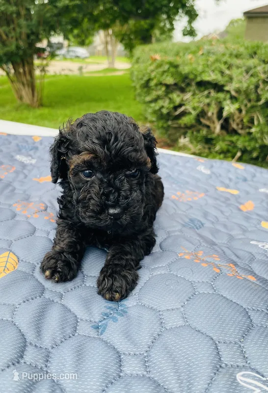 Benji  – Poodle - Toy  puppy for sale in Pearland, TX