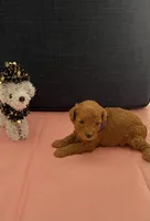 Heather, a female Poodle - Toy  for sale in Pearland, TX – 1 of 3