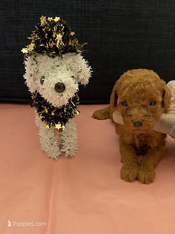 Amber – Poodle - Toy  puppy for sale in Pearland, TX
