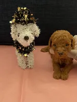 Amber, a female Poodle - Toy  for sale in Pearland, TX – 1 of 4