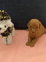 Amber, a female Poodle - Toy  for sale in Pearland, TX – 2 of 4