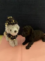 Benji , a male Poodle - Toy  for sale in Pearland, TX – 3 of 4