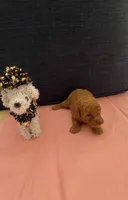 Amber, a female Poodle - Toy  for sale in Pearland, TX – 3 of 4