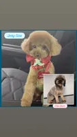 Benji , a male Poodle - Toy  for sale in Pearland, TX – 4 of 4