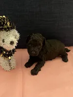 Benji , a male Poodle - Toy  for sale in Pearland, TX – 2 of 4