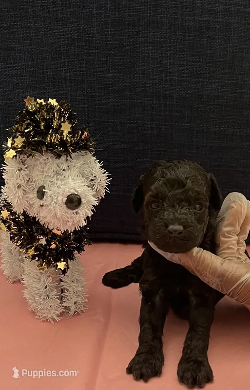 Benji  – Poodle - Toy  puppy for sale in Pearland, TX