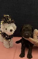 Benji , a male Poodle - Toy  for sale in Pearland, TX – 1 of 4