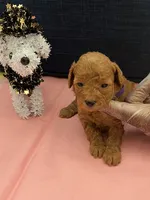 Heather, a female Poodle - Toy  for sale in Pearland, TX – 2 of 3