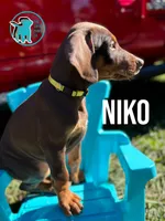NIKO - CROPPED, a male Doberman Pinscher for sale in Brooksville, FL – Photo 1 of 2