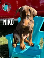 NIKO - CROPPED, a male Doberman Pinscher for sale in Brooksville, FL – Photo 2 of 2
