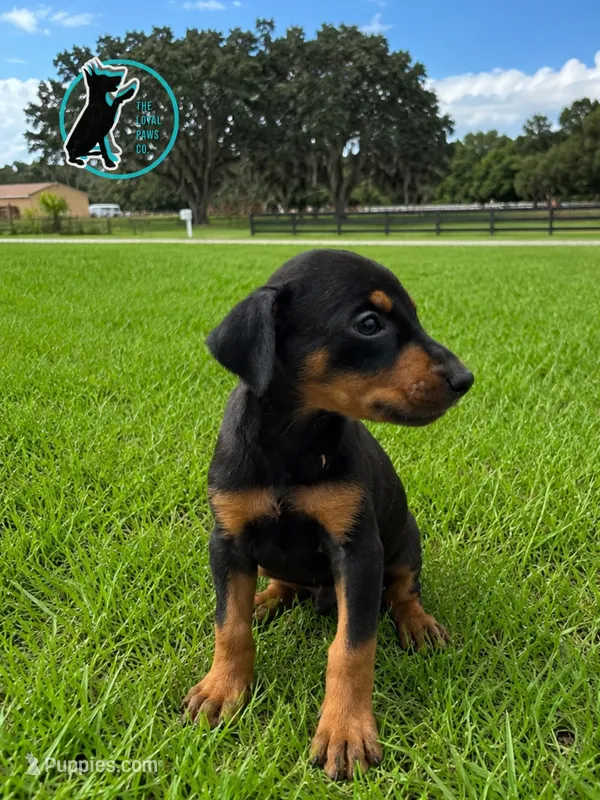 ROCKY – Doberman Pinscher puppy for sale in Brooksville, FL