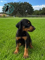 ROCKY, a male Doberman Pinscher for sale in Brooksville, FL – 1 of 1