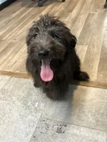 TRIPPY, a female Aussiedoodle for sale in Brooksville, FL – Photo 2 of 7